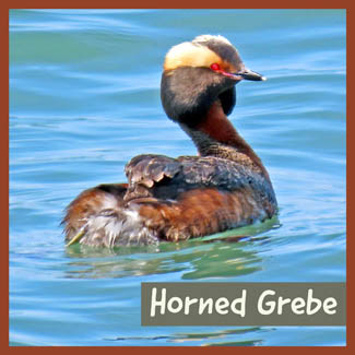 Horned Grebe